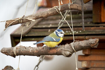 Tit at the wooden bird house. Winter feeding in snow and frost. Great tit (Cyanistes caeruleus, Blaumeise). Shelter for animals and songbirds.