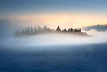 Forest surrounded by fog in the blue hour in the winter