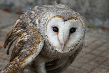 Owls are birds from the order Strigiformes, species of mostly solitary and nocturnal birds of prey typified by an upright stance, broad head, binocular vision, binaural hearing, sharp talons.