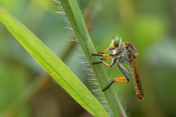 beautiful rainbow robberfly,
with blur background
Taken at close range (macro)