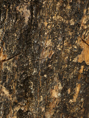 tree bark texture