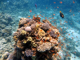coral reef in the island sea