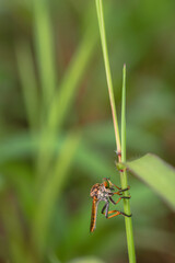 beautiful rainbow robberfly,
with blur background
Taken at close range (macro)
