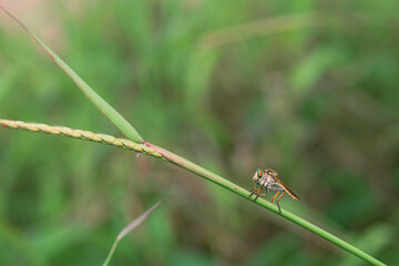 beautiful rainbow robberfly,
with blur background
Taken at close range (macro)