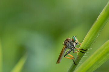 beautiful rainbow robberfly,
with blur background
Taken at close range (macro)