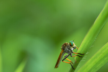 beautiful rainbow robberfly,
with blur background
Taken at close range (macro)