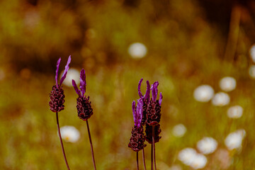 first plane of wild lavenders a summer day - 482178901