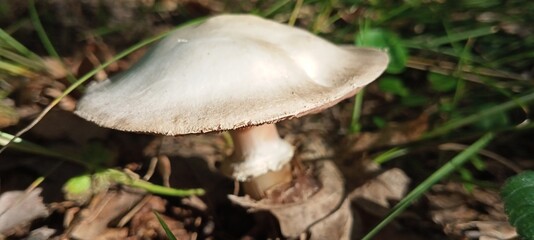 mushrooms in the forest