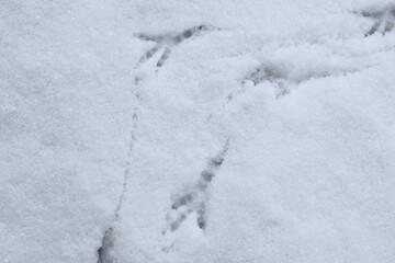 Bird tracks on white snow. The bird walked through the snow leaving footprints behind it