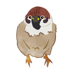 Illustration of a cute sparrow
