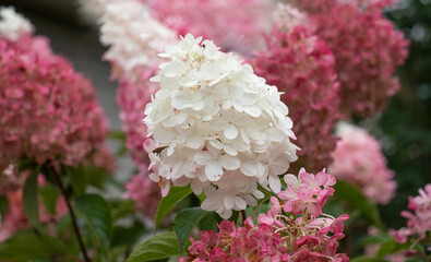 hydrangea flowers in the garden