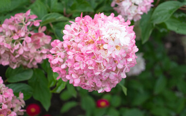 hydrangea flowers in the garden