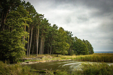forest on curonian spit, lithuania, nida, baltic countries, baltics, europe