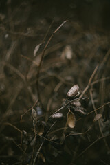 Dried botanical seed pods in the autumn season