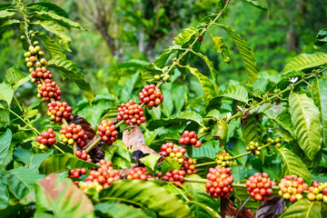 Muria coffee plant, which is Robusta coffee, which grows a lot in the Muria Mountain area in the Kudus area, Pati Jepara, Central Java, Indonesia.