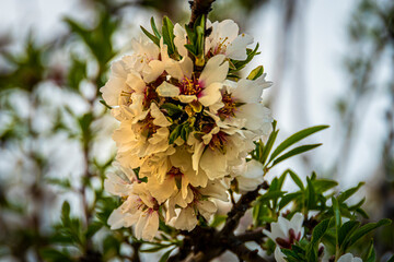 peach plant with its open flowers - 482179762