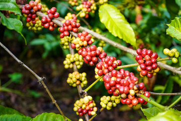 Muria coffee plant, which is Robusta coffee, which grows a lot in the Muria Mountain area in the Kudus area, Pati Jepara, Central Java, Indonesia.