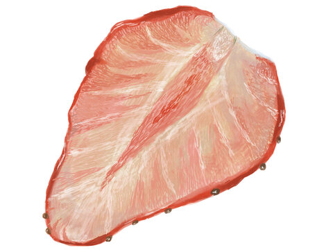 960 件の最適な サワラ切り身 画像 ストック写真 ベクター Adobe Stock