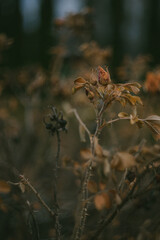 Dried rose hips on a bush with a soft background