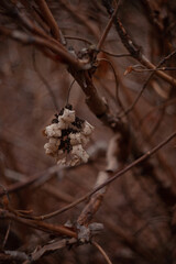 isolated Dried hydrangea blooms with a soft background