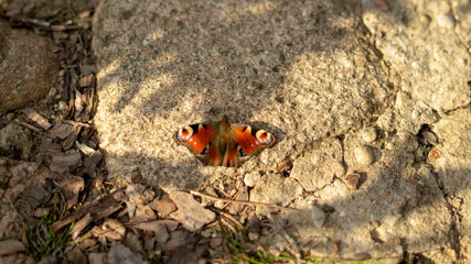 Motyl z bliska.