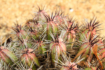 Naklejka na ściany i meble Euphorbia Enopla cactus plant in the garden