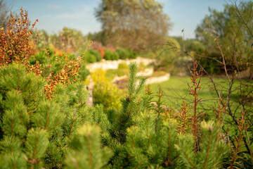 Choinki jesienią w ogrodzie. 