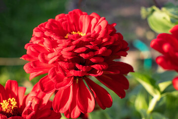 red zinnia cherry queen in the garden