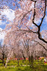 Fototapeta premium 平野神社の桜