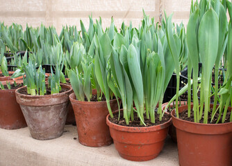 Seedling flowers tulips in the pots