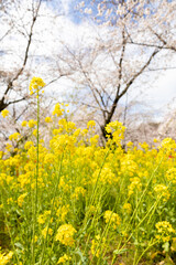 平野神社の桜と菜の花