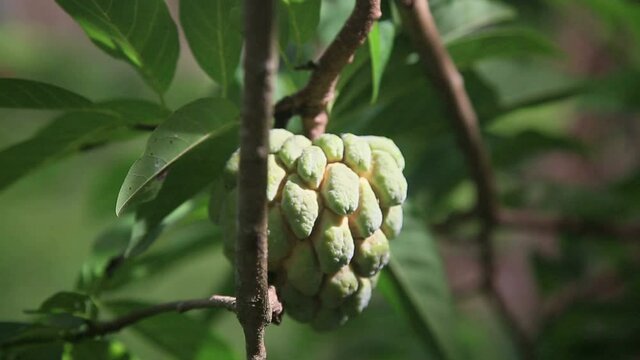 pineapple fruit annona squamosa