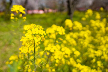 平野神社の菜の花