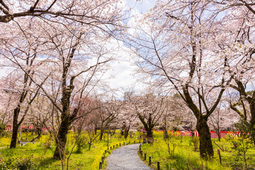 平野神社の桜と菜の花