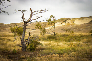 sand dunes on curonian spit, lithuania, nida, baltic countries, baltics, europe