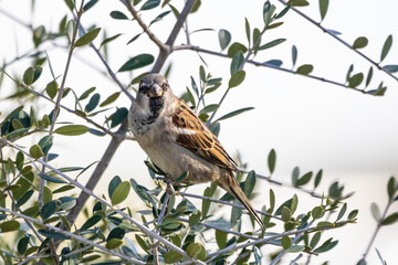 Sparrow or gorrion (passer domesticus) perched in the brach of a olive tree