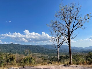 tree in the mountains