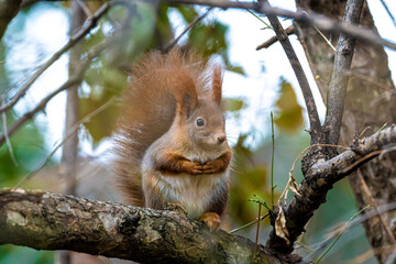 Squirrel with Merkel Pose