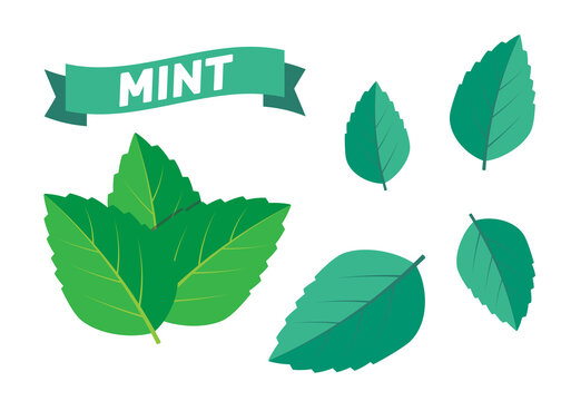 Mint green vector illustration set. Mint logo vector