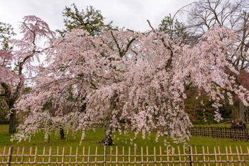 京都御苑の桜