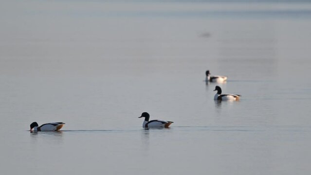 Parco Delta del Po Emilia-Romagna