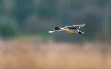 Northern Pintail, Anas acuta bird in flight over marshland