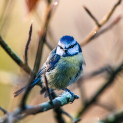 Eurasian Blue Tit, Cyanistes caeruleus in winter time