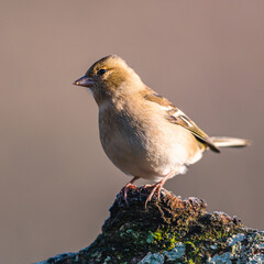 Female of Common Chaffinch, Fringilla coelebs in habitat