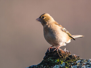Female of Common Chaffinch, Fringilla coelebs in habitat