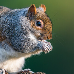 Eastern Gray Squirrel, Sciurus carolinensis in environment © Maciej Olszewski
