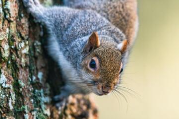 Naklejka na ściany i meble Eastern Gray Squirrel, Sciurus carolinensis in environment