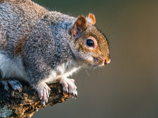 Eastern Gray Squirrel, Sciurus carolinensis in environment