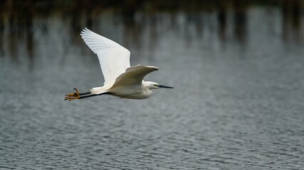 Little Egret, Egretta garzetta in habitat