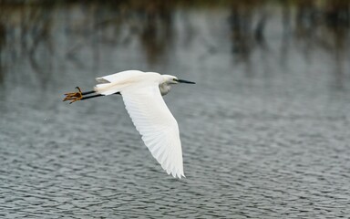 Fototapeta na wymiar Little Egret, Egretta garzetta in habitat